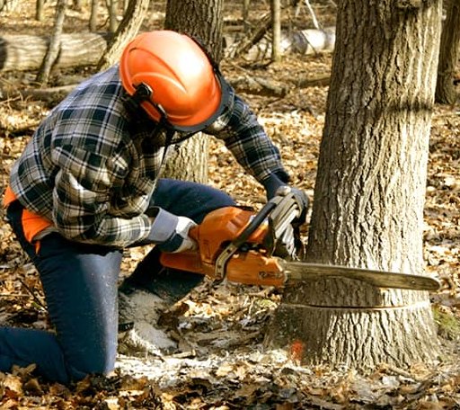 Tree Removal in Elizabeth, IL